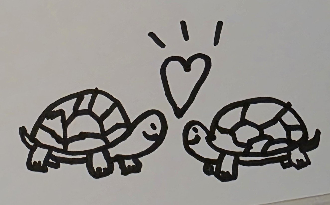 tortoise